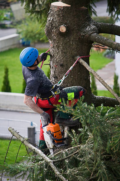 Best Arborist Consultation Services  in Cumberland Center, ME