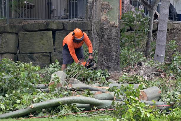 Why Choose Our Tree Removal Services in Cumberland Center, ME?